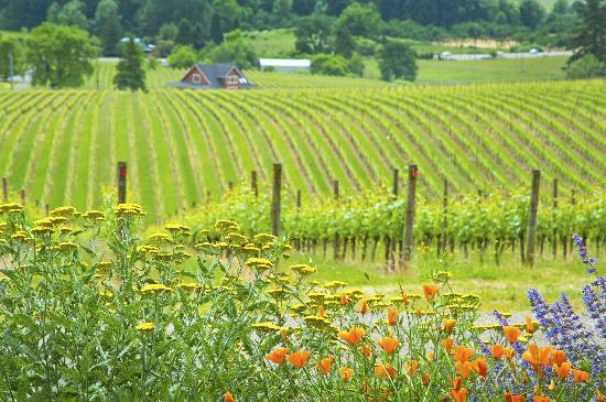 Sokol Blosser Winery